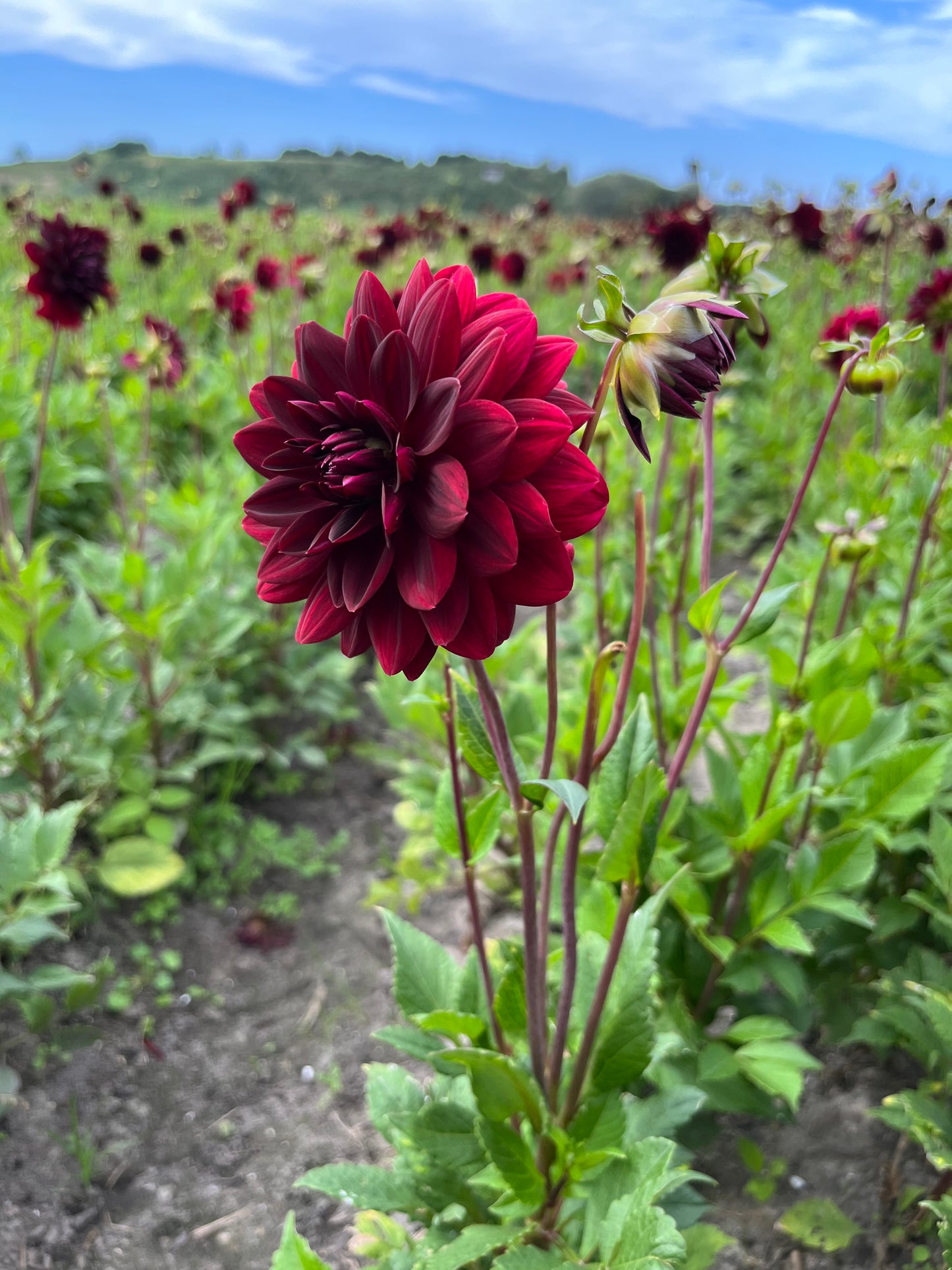 Dahlia 'Arabian Night'