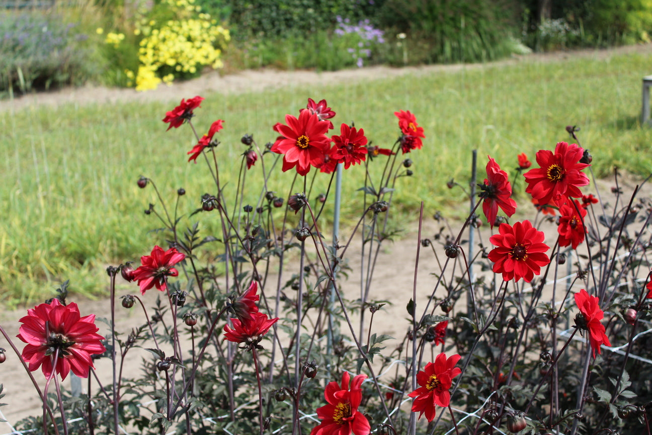 Dahlia 'Bishop of Llandaff'