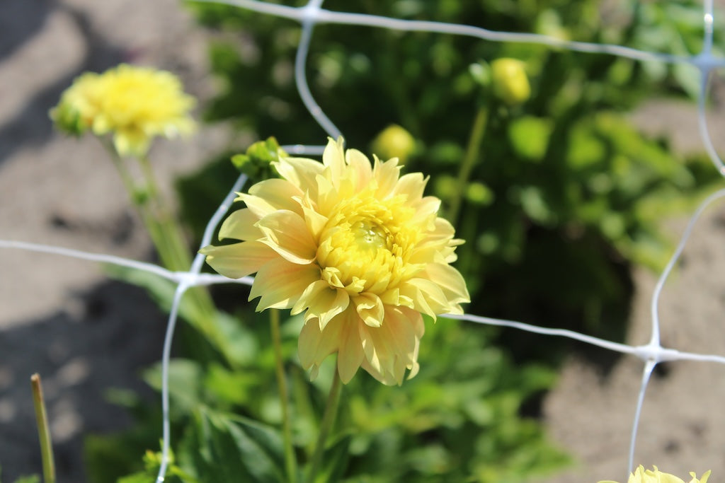 Dahlia 'Deep Impact'