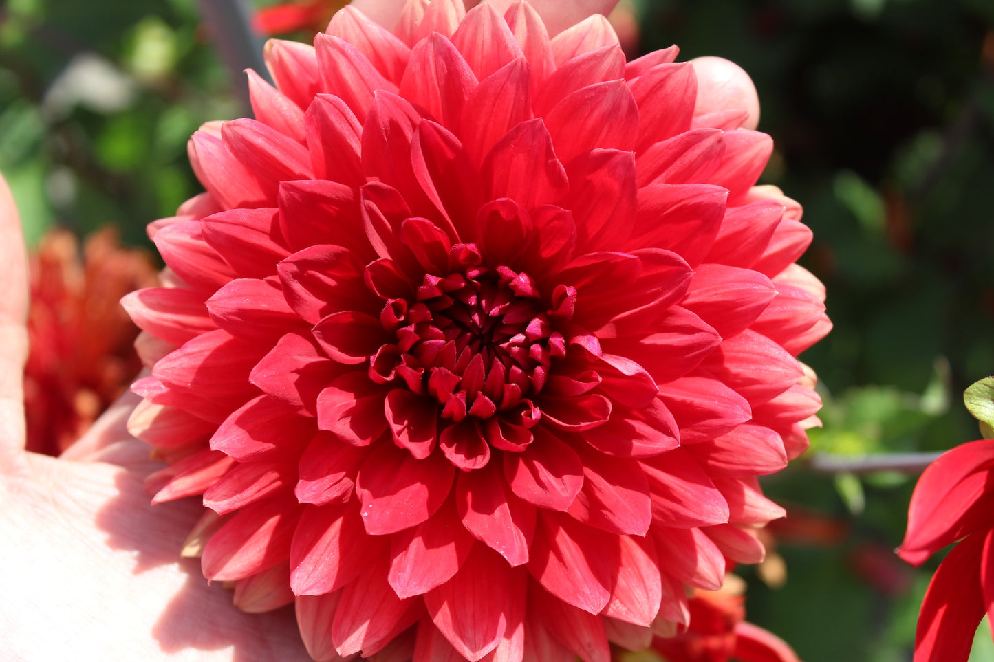 Dahlia 'Garden Wonder'