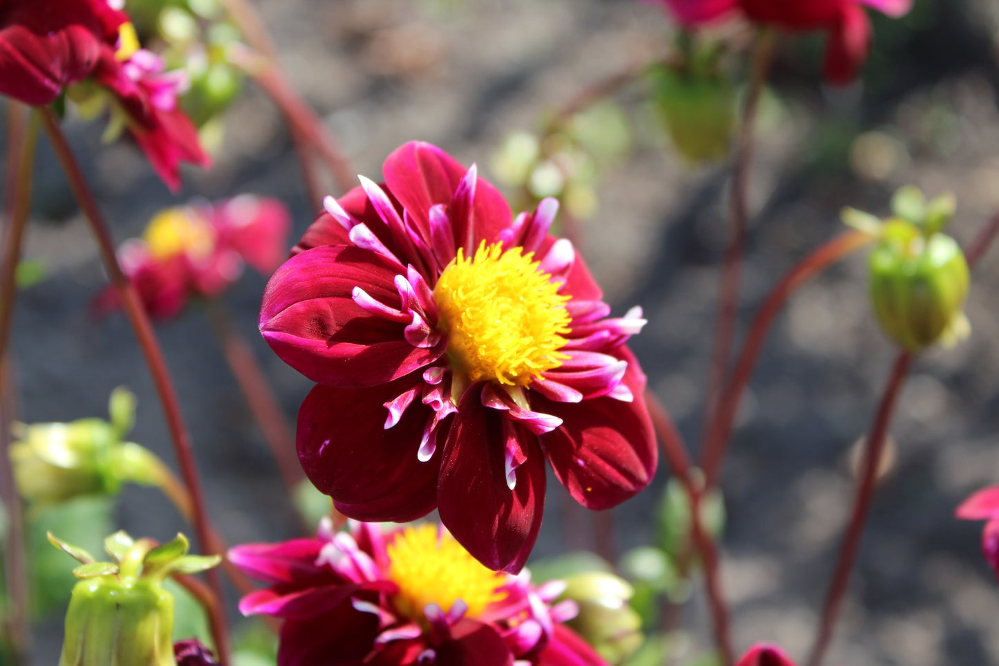 Dahlia 'Impression Festivo'