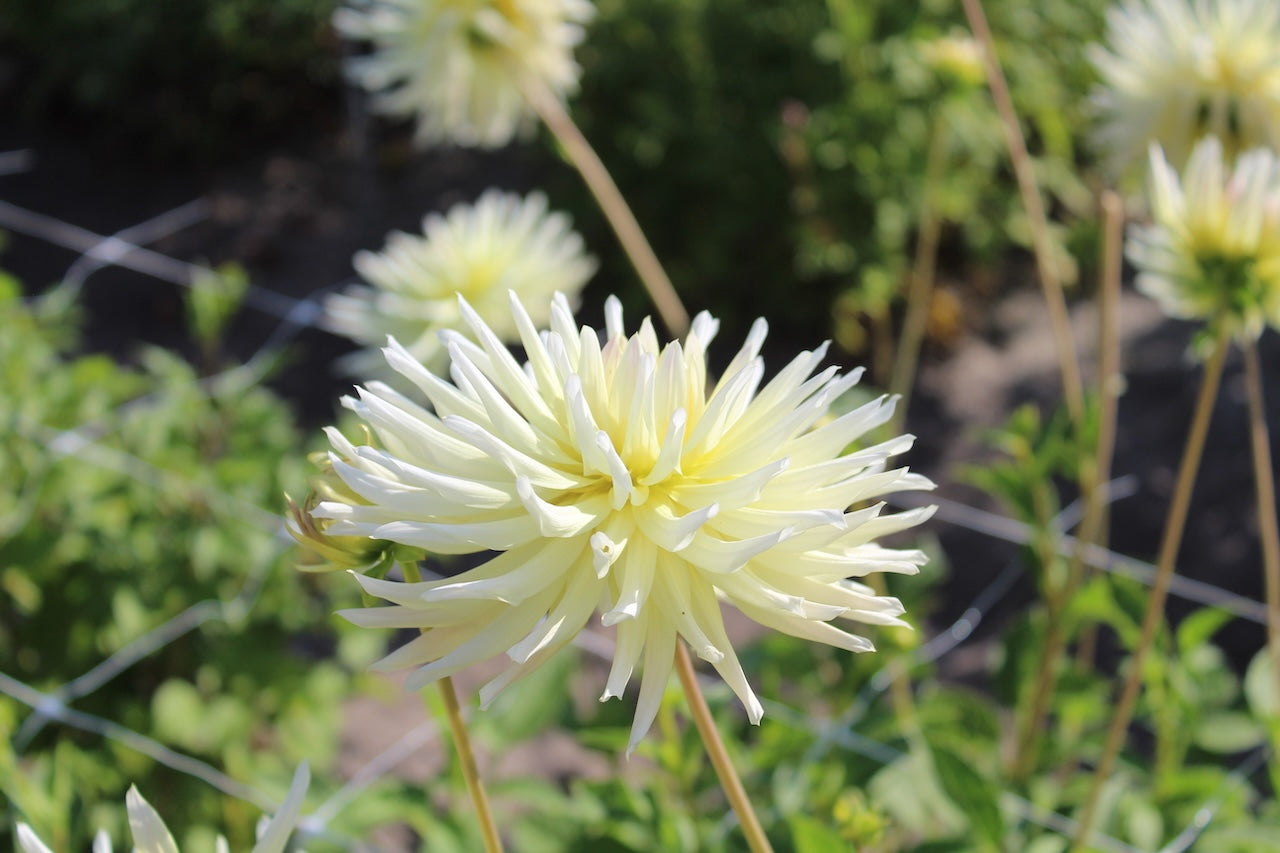 Dahlia 'Shooting star'