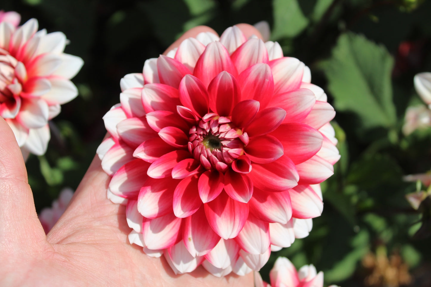 Dahlia 'Larry Love'