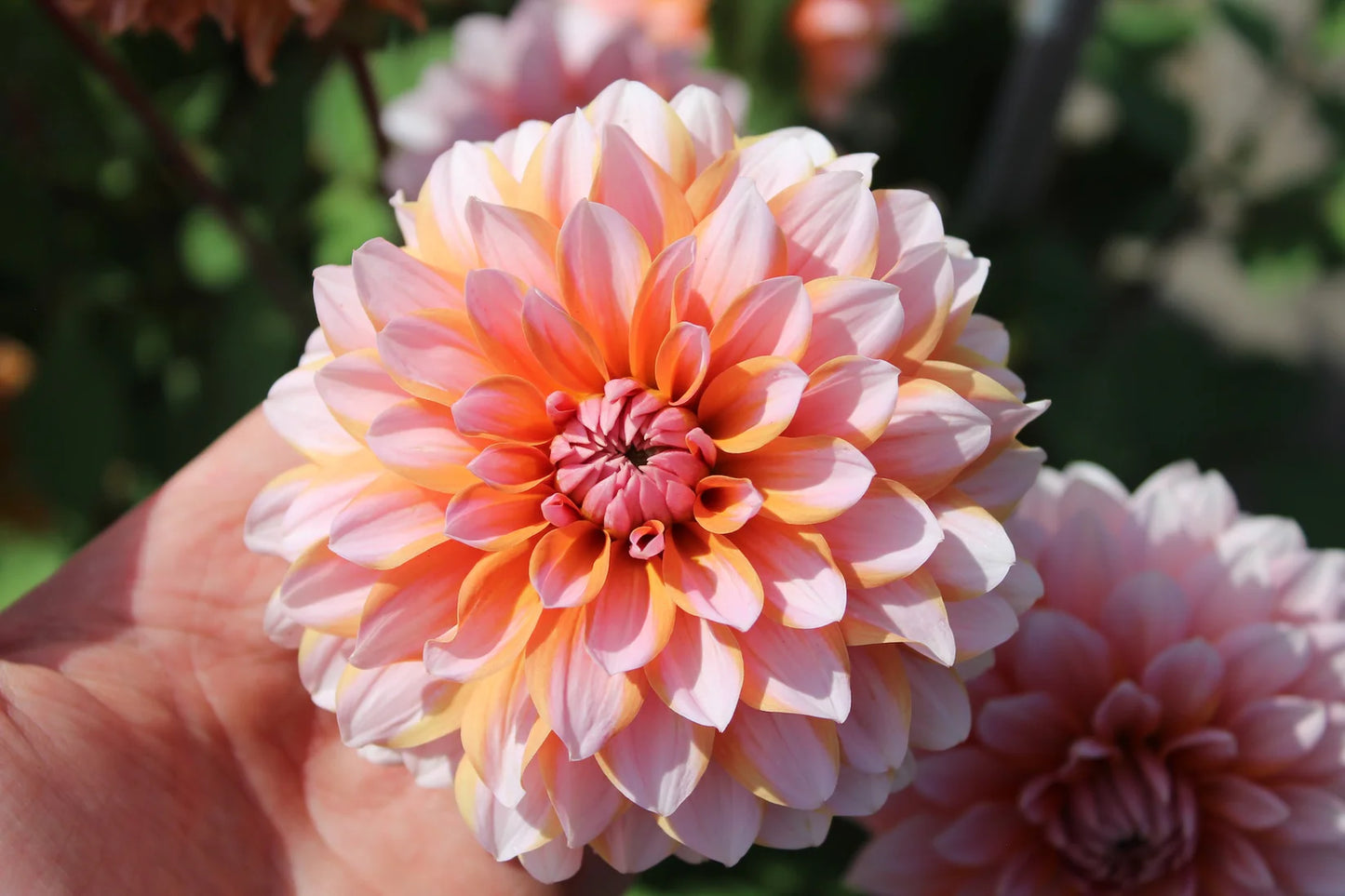 Sunset Orange Dahlia Collectie