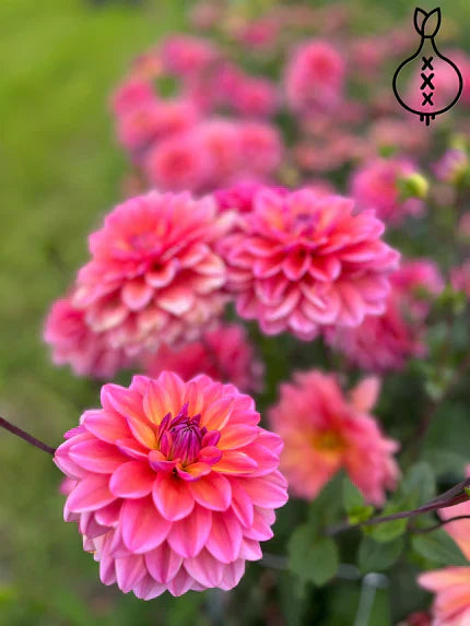 Origin of Dahlia Tubers