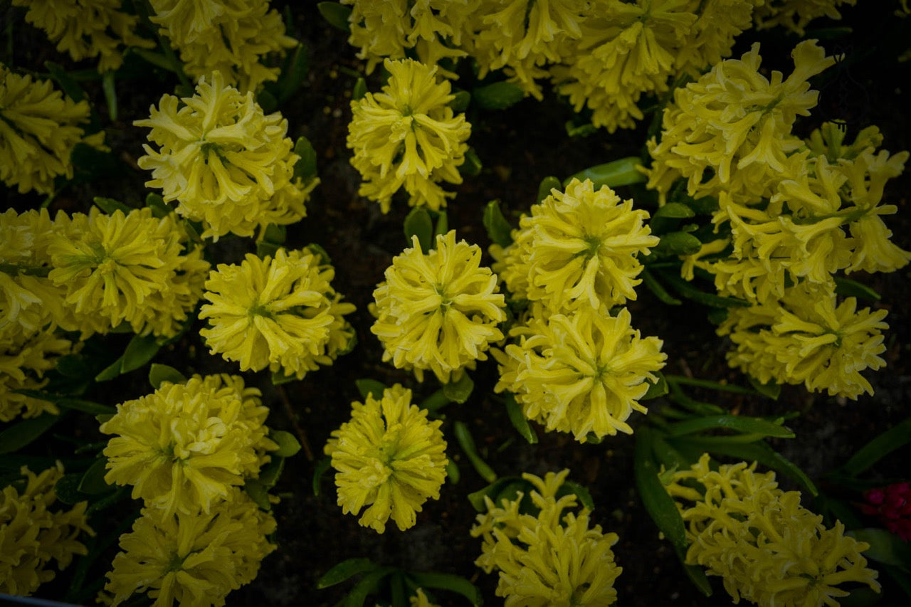 Hyacint 'Yellow Queen'