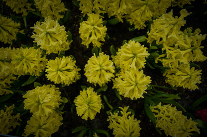 Hyacint 'Yellow Queen'