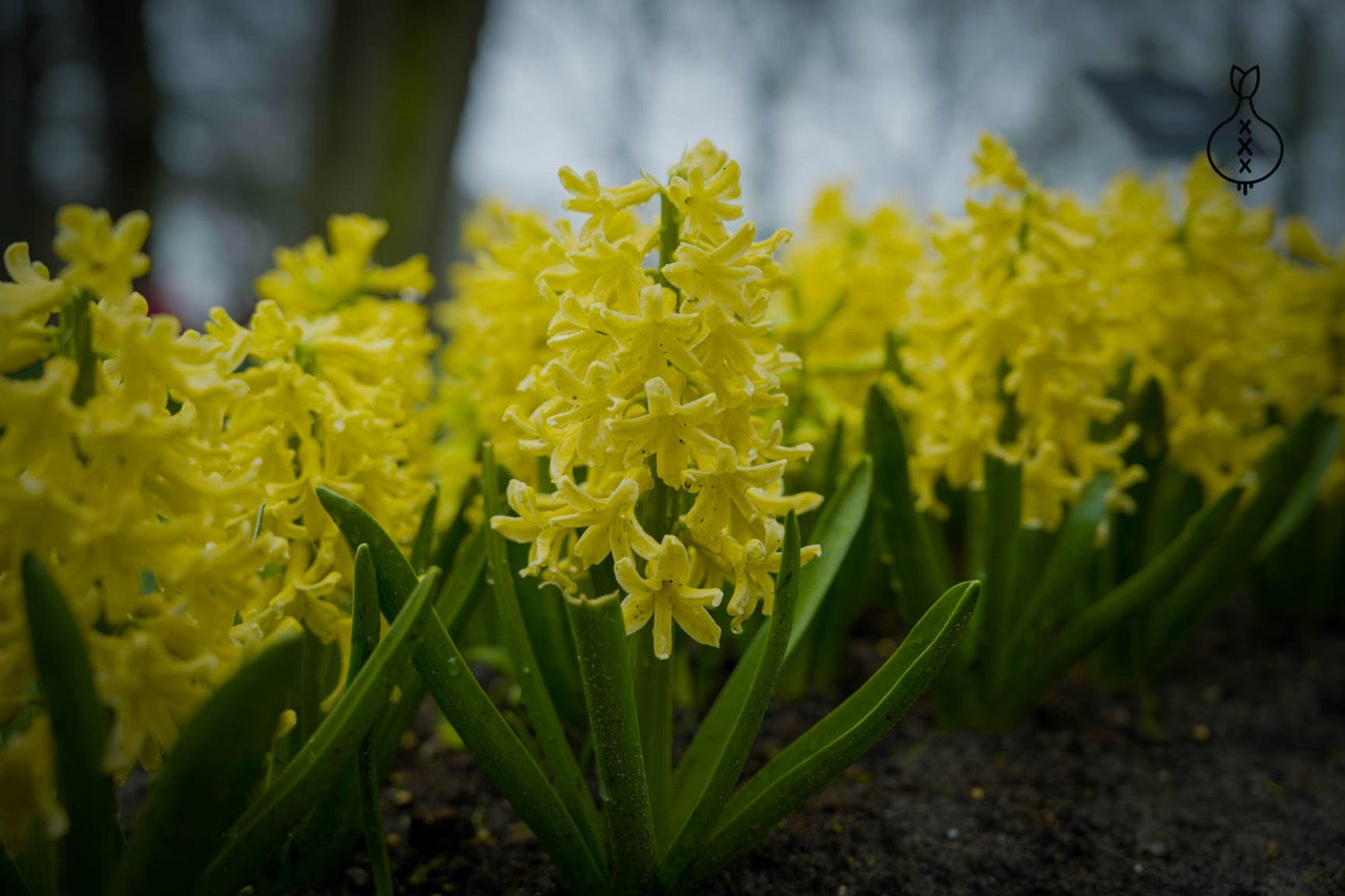 Hyacint 'Yellow Queen'