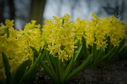 Hyacint 'Yellow Queen'