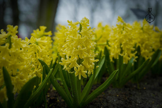 Hyacint 'Yellow Queen'