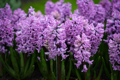 Hyacint Prachtige Cornelia