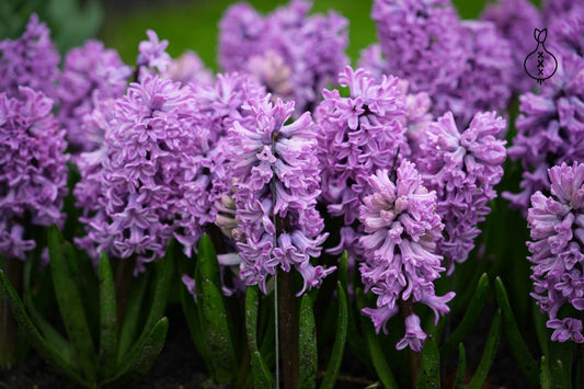 Hyacint Prachtige Cornelia