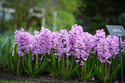 Hyacint Prachtige Cornelia