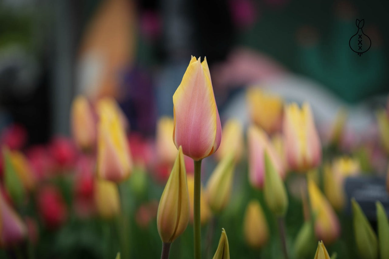 Tulipa 'Blushing Lady'