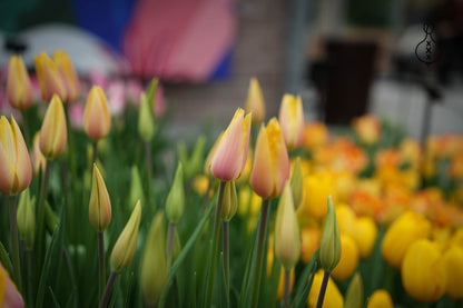 Tulipa 'Blushing Lady'