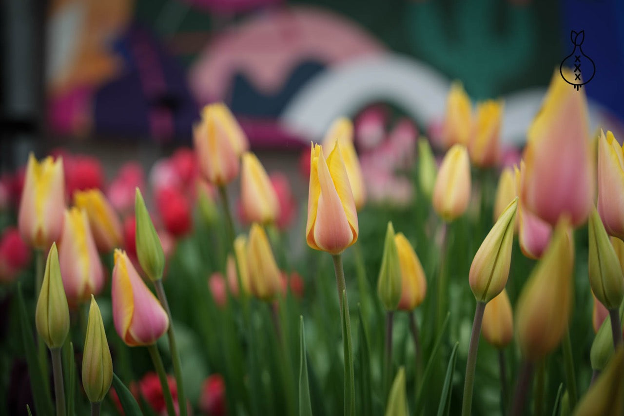 Tulipa 'Blushing Lady'