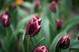 Tulipa 'Armani'