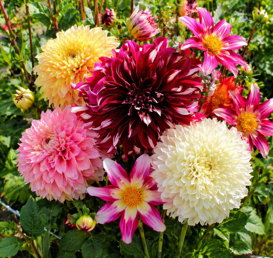 Dahlia Gemengd – Budgetcollectie