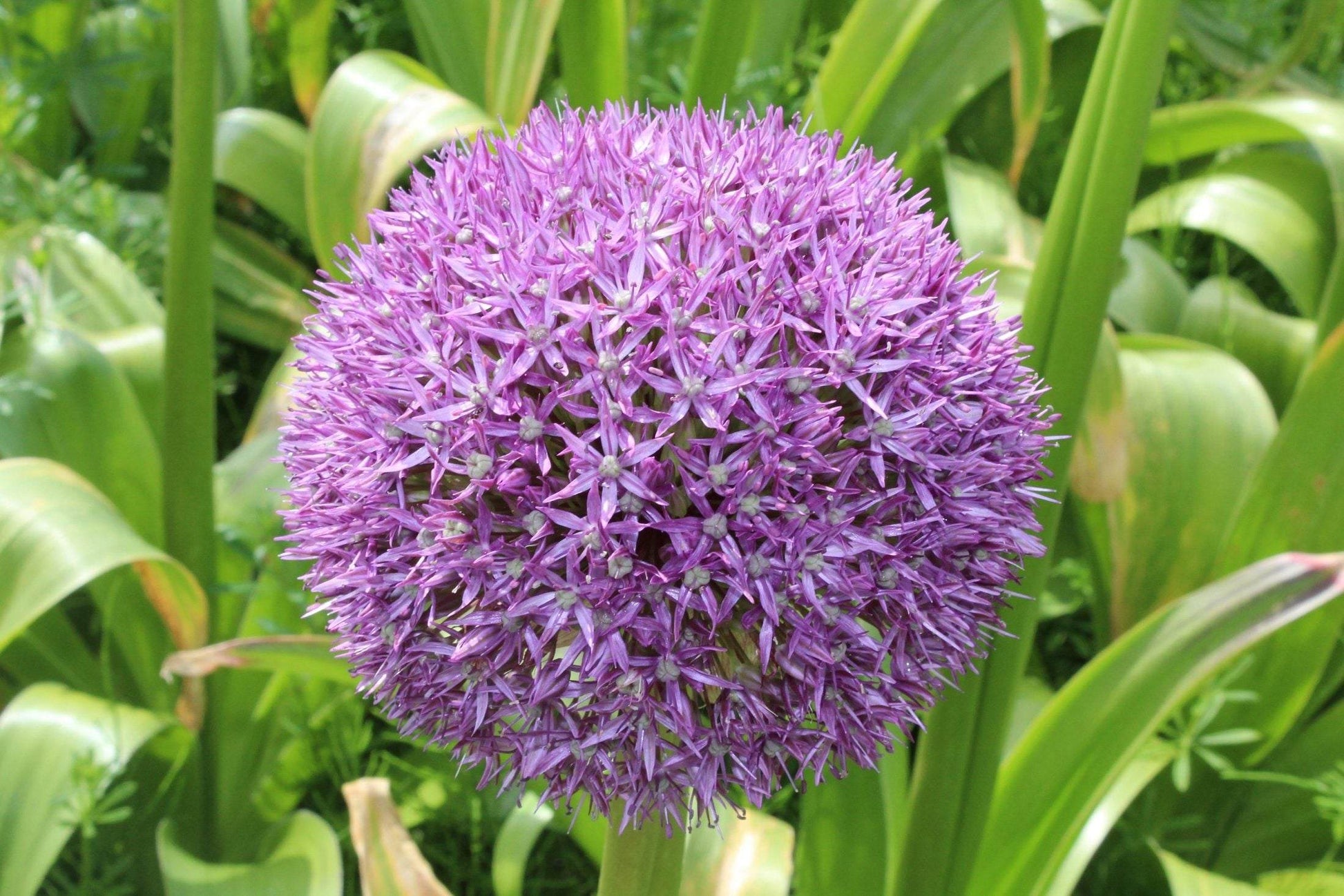 Allium 'Gladiator'