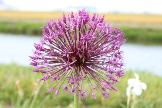 Allium 'Purple Rain'