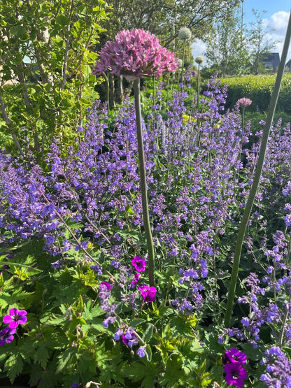 Allium nigrum 'Pink Jewel'