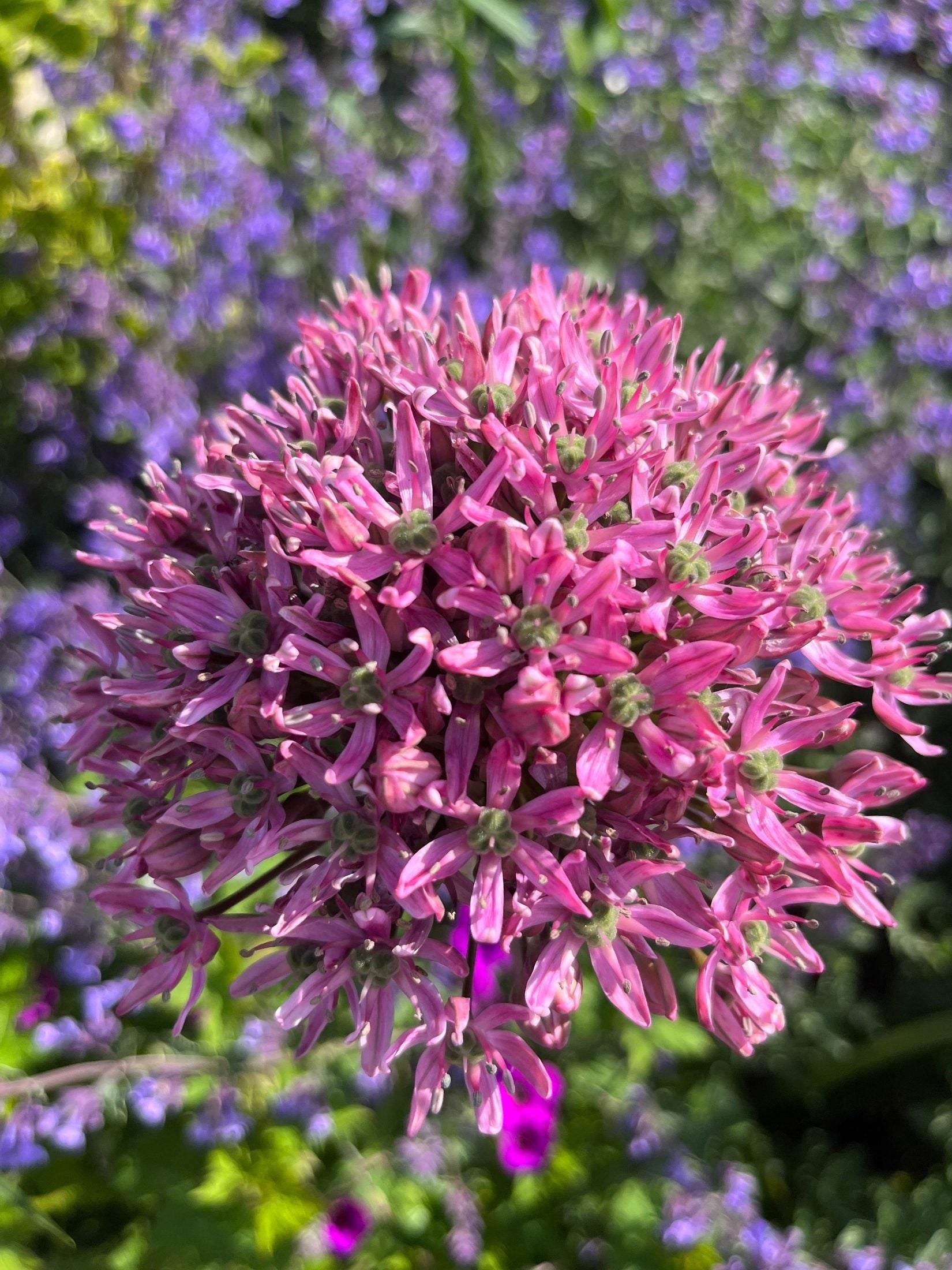 Allium nigrum 'Pink Jewel' 