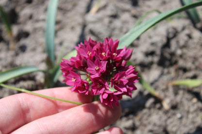 Allium oreophilum 'Baltimore'