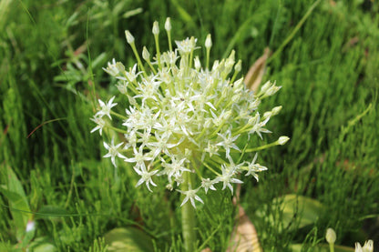 Allium schubertii 'Arctic Snow'