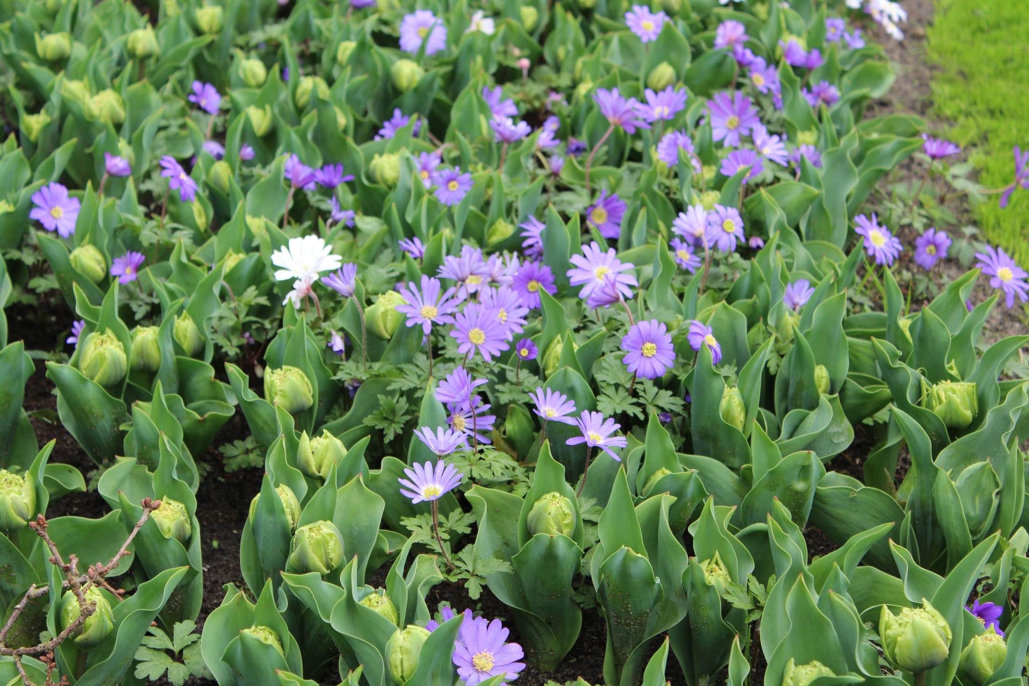 Anemone blanda 'Blue Shades'