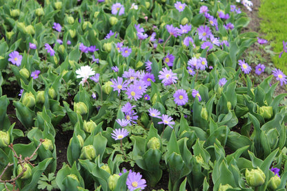 Anemone blanda 'Blue Shades'
