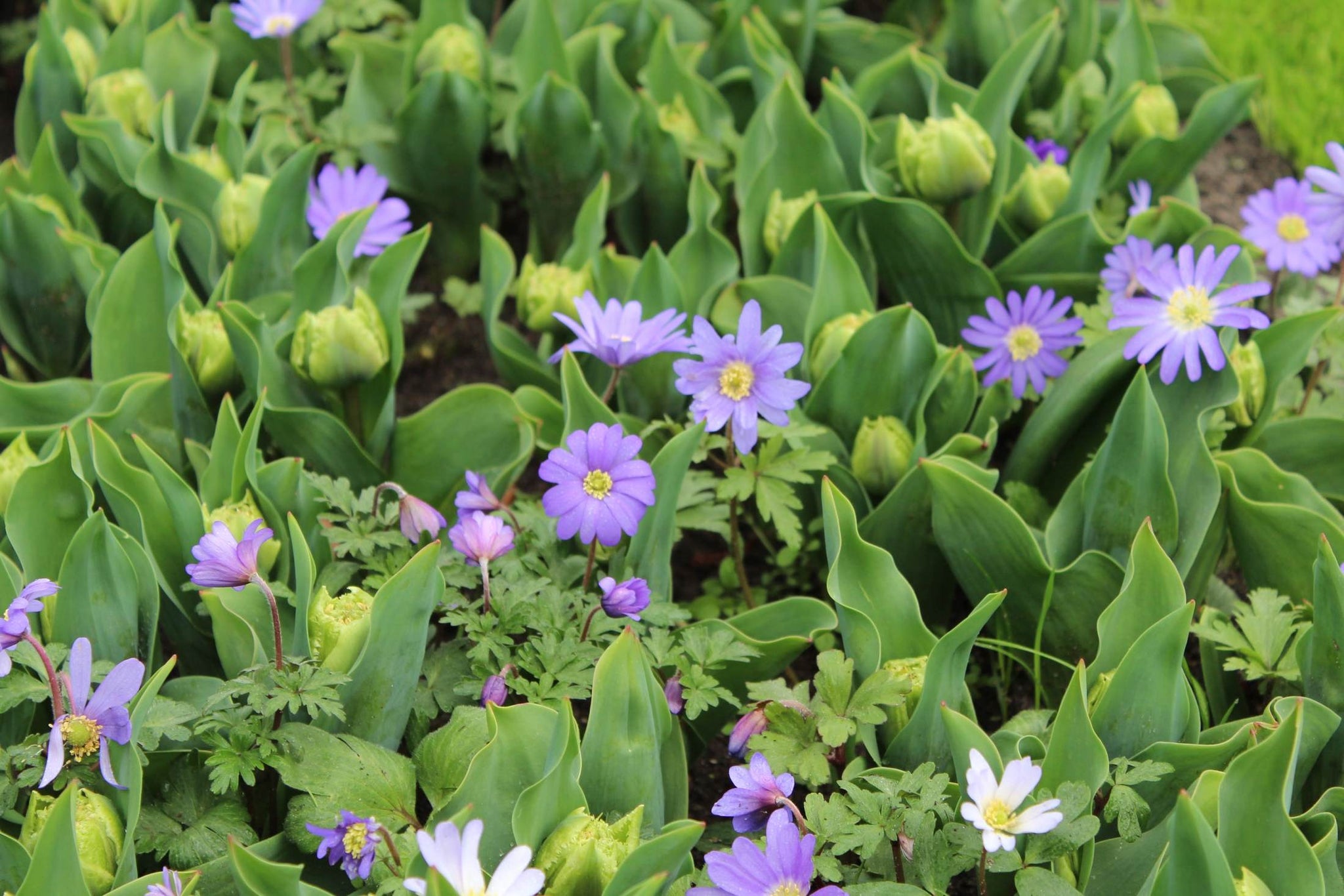 Anemone blanda 'Blue Shades'