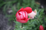 Anemone 'Hollandia'