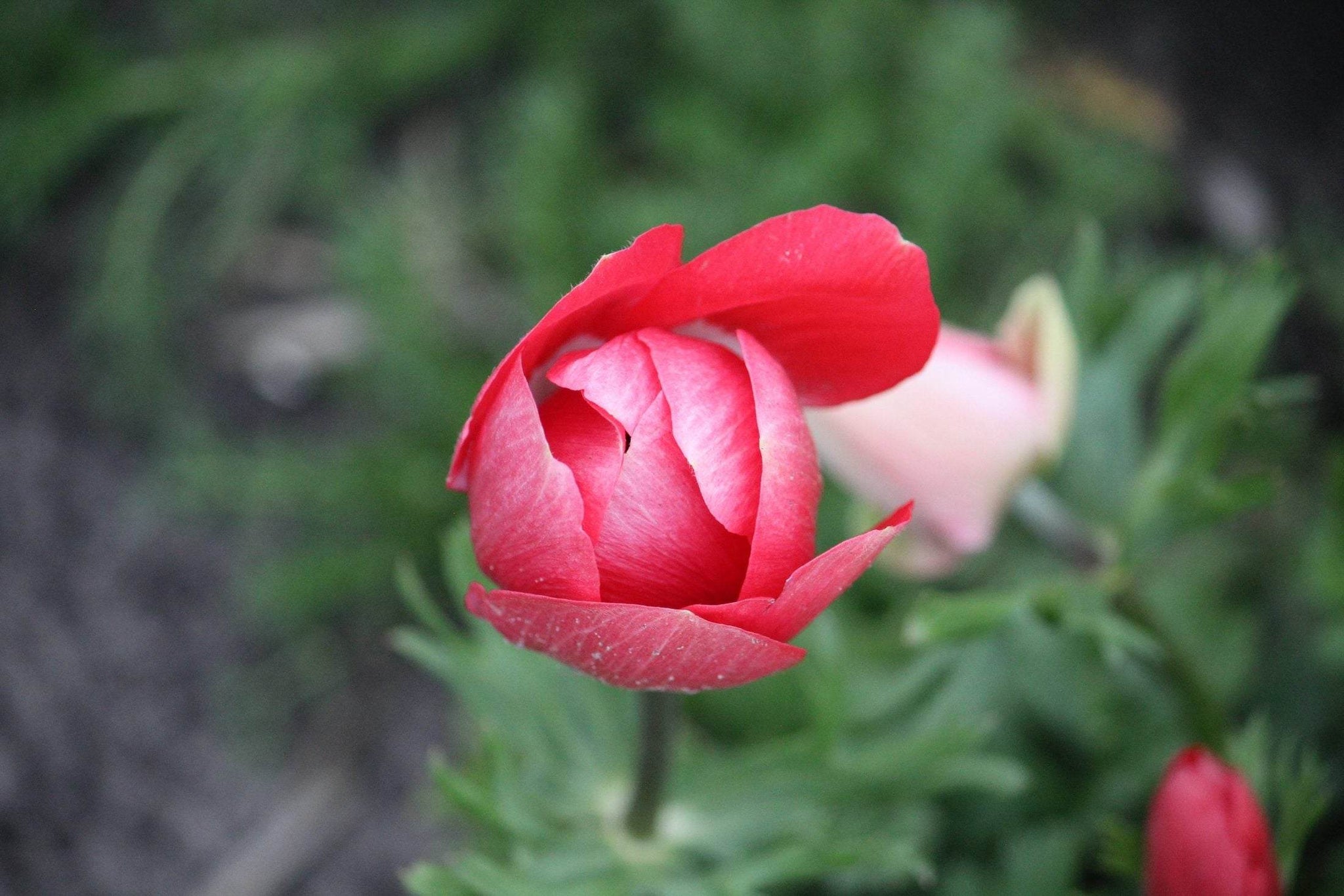 Anemone 'Hollandia'