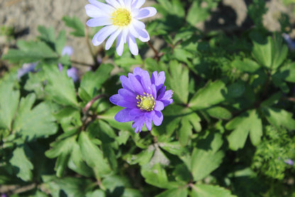 Anemone blanda 'Blue Shades'