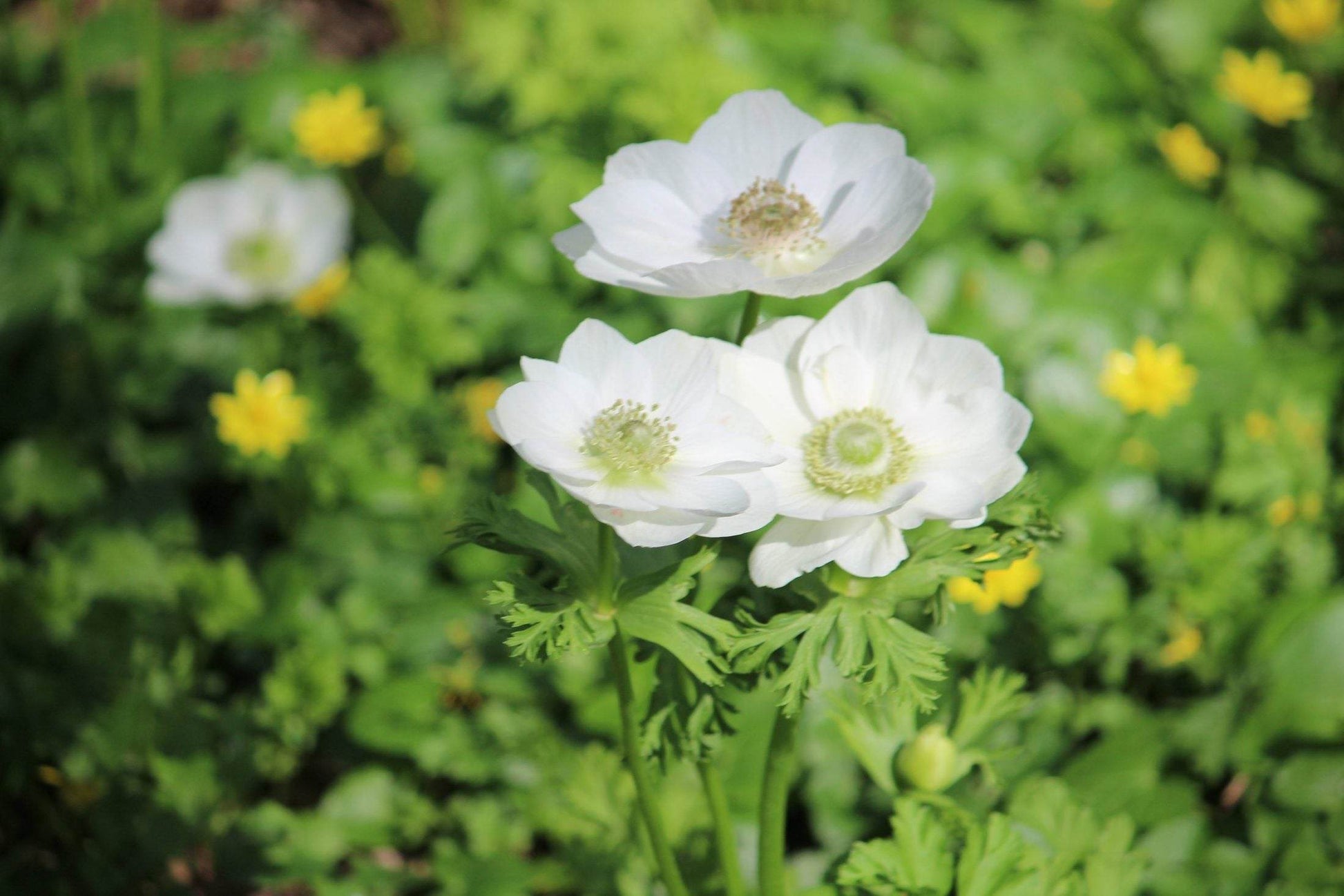 Anemone coronaria 'Bride'