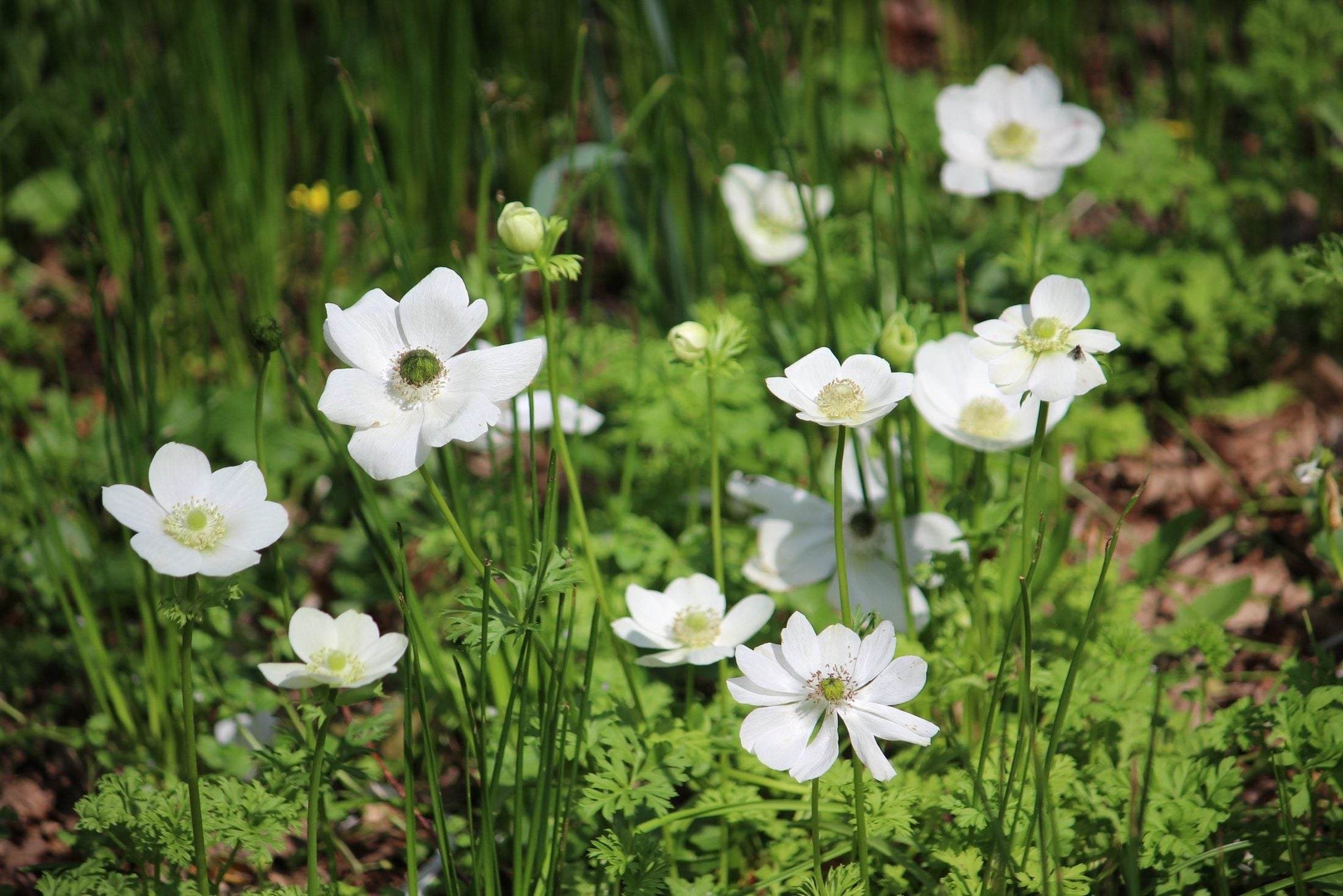 Anemone coronaria 'Bride'