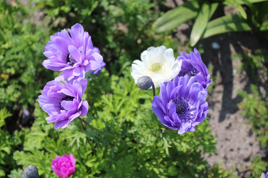Anemone collectiemix 25