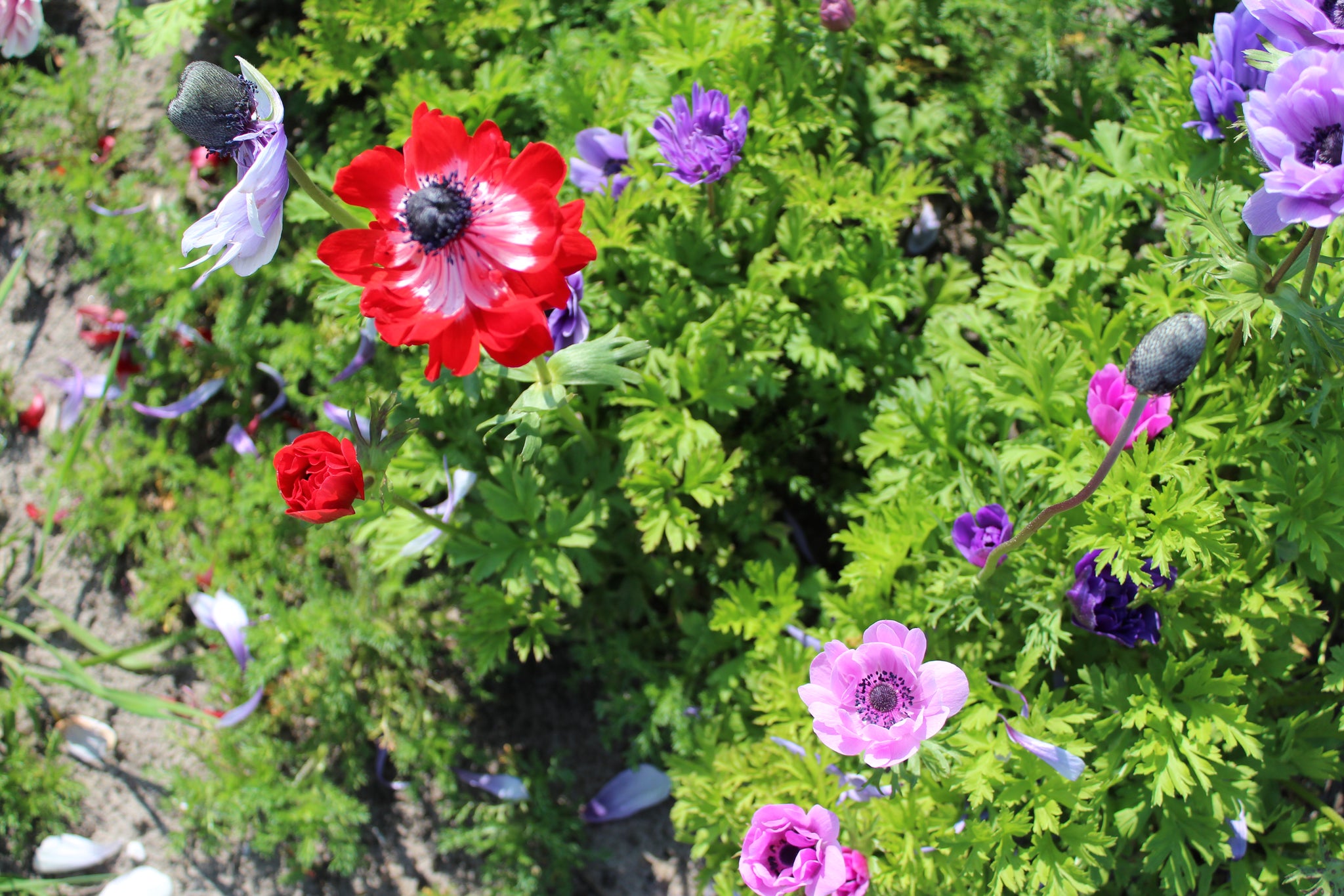 Anemone collectiemix 25