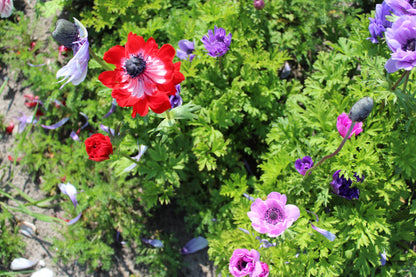 Anemone collectiemix 25