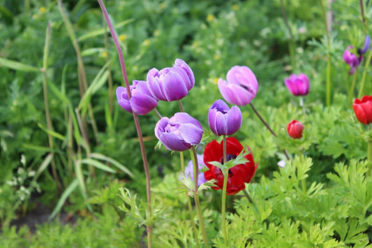 Anemone coronaria 'Sylphide'