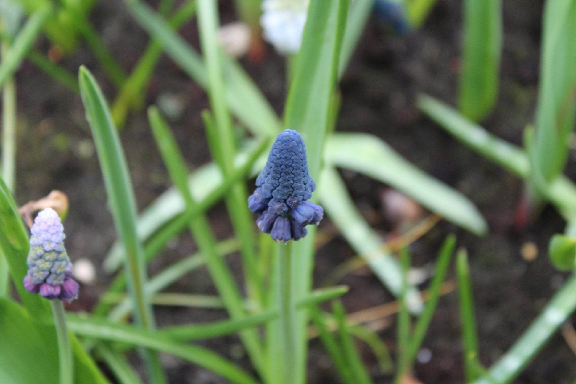 Muscari bellevalia pycnantha