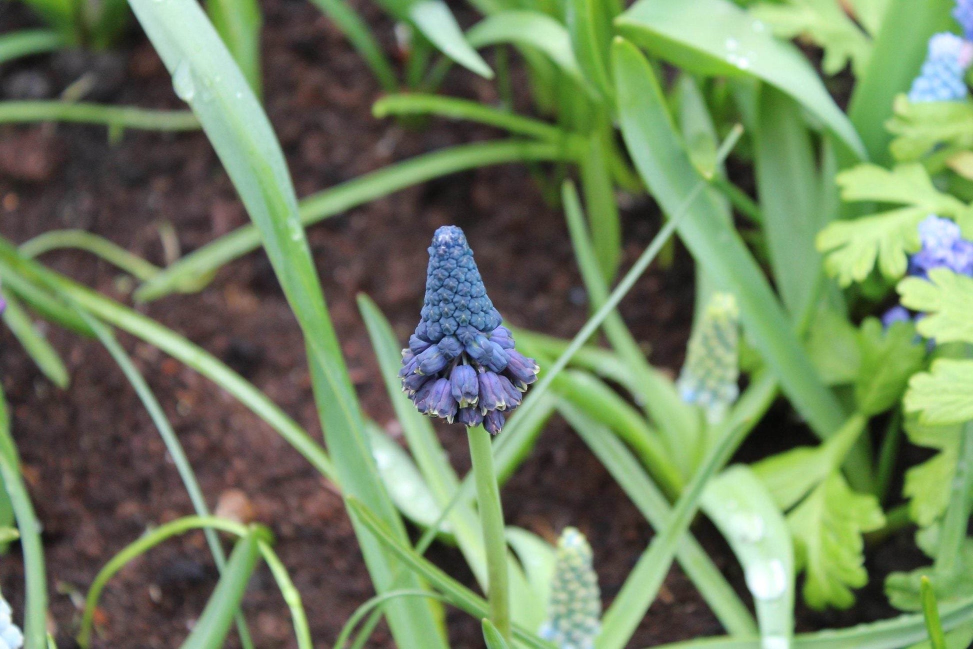 Muscari bellevalia pycnantha