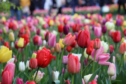 Tulpencollectie Darwin gemengd