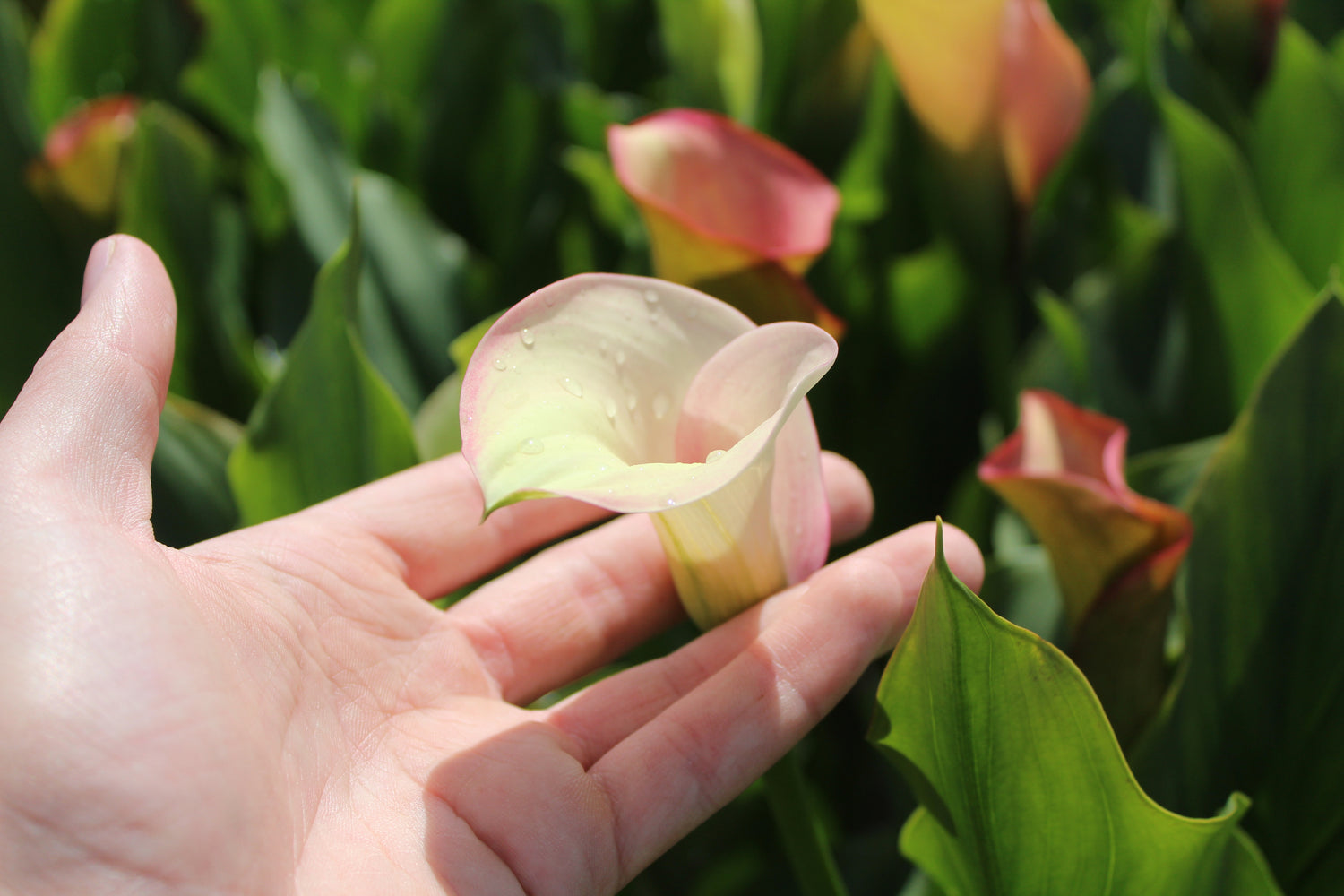 White flowered zantedeschia