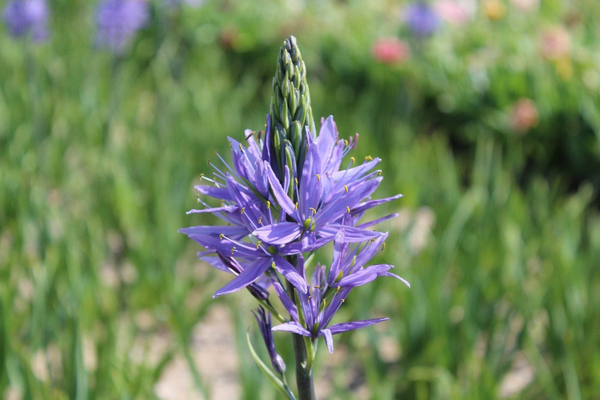 Camassia 'Blue Candle'