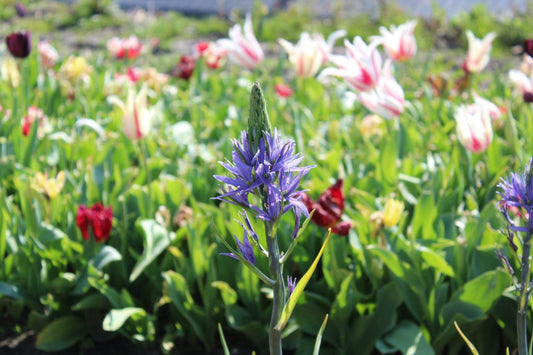 Camassia 'Blue Candle'
