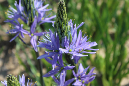 Camassia 'Blue Candle'