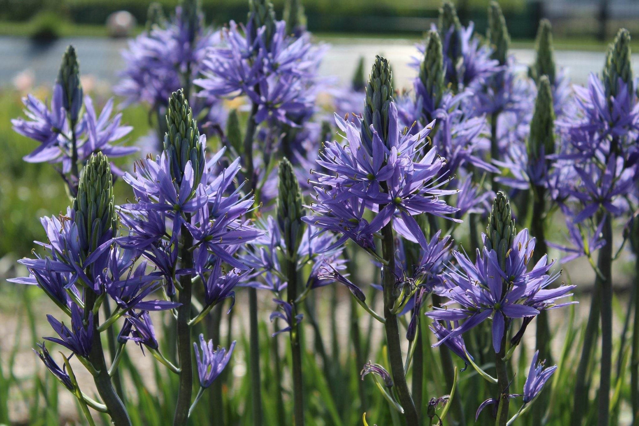 Camassia leichtlinii 'Caerulea'