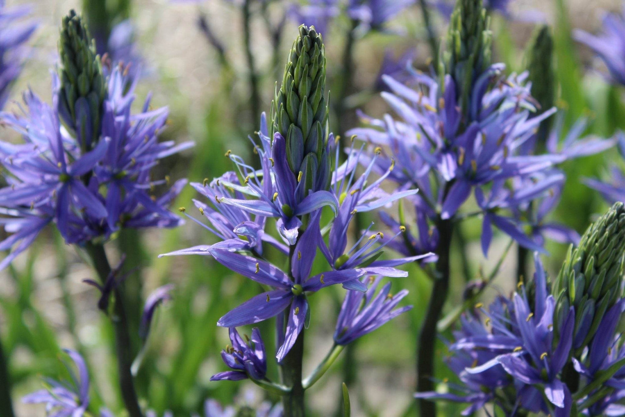 Camassia leichtlinii 'Caerulea'