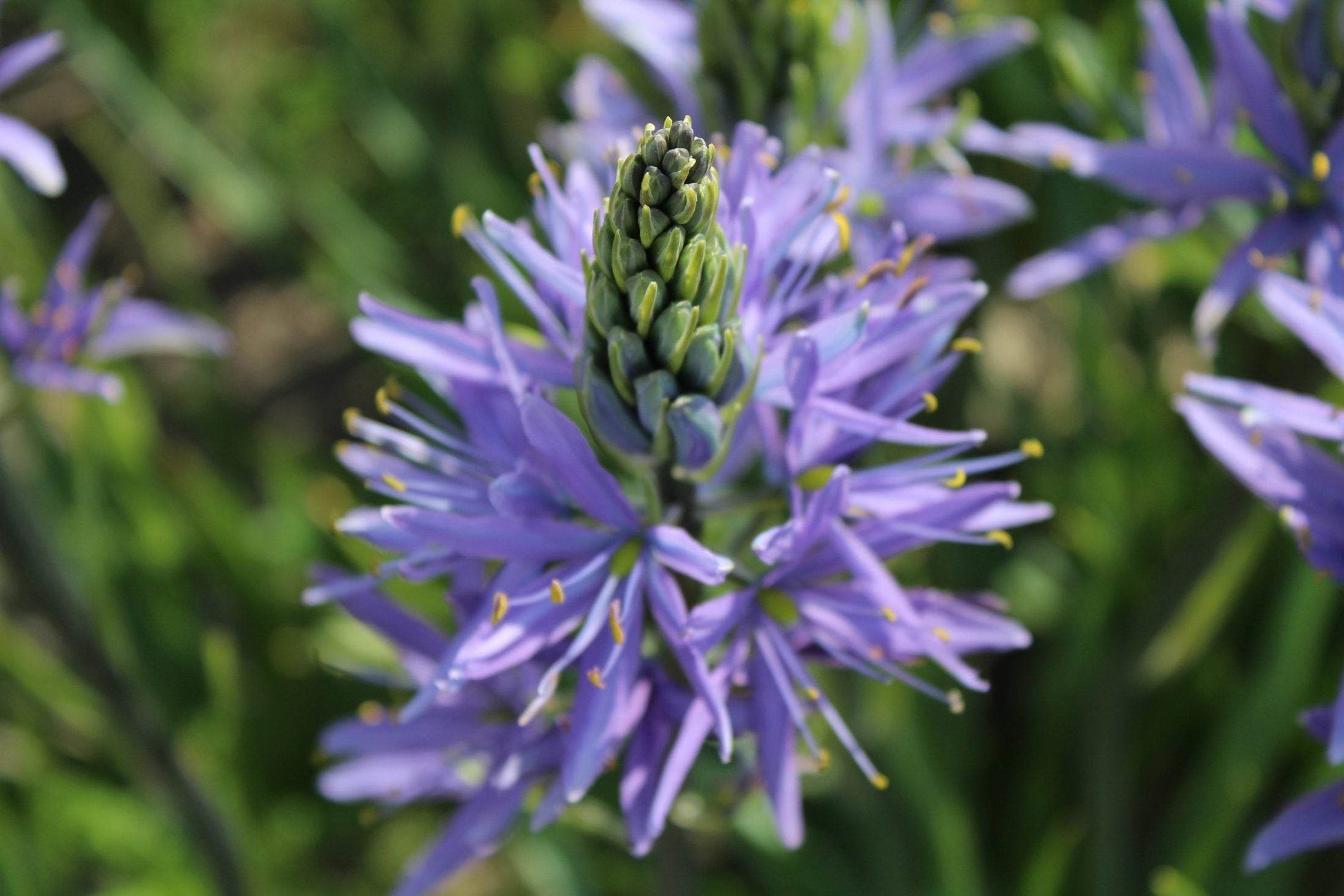 Camassia leichtlinii 'Caerulea'